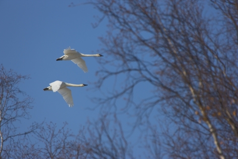 Two Swans flying in Kanuti Refuge, with trees in the background