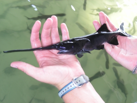 A juvenile paddlefish is held in a staff member's hands.