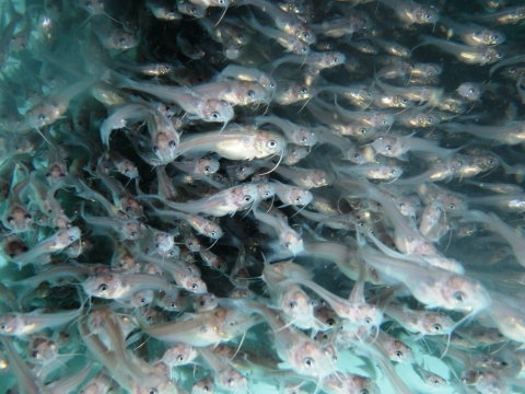 A school of channel catfish is shown underwater.