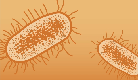 Illustration depicting the family bacteria