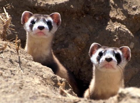 Two ferret kits peek out of burrow.