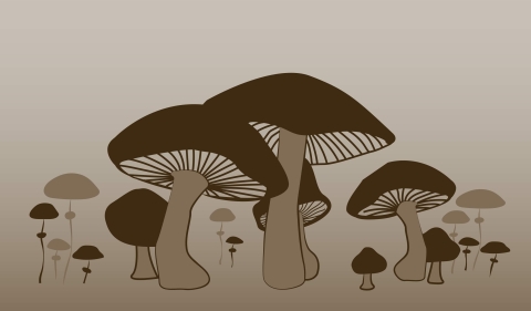Illustration depicting the family fungi