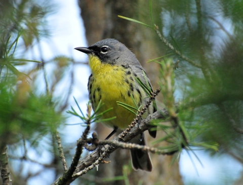 Small songbird with yellow breast perches on pine tree branch.