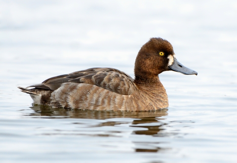 a brown duck on the water