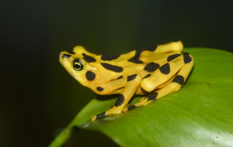 A small yellow frog with black spots rests on a large leaf.
