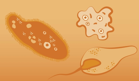 Illustration of the family protozoa
