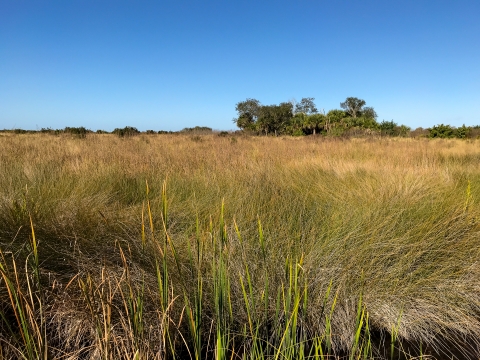 View of a marsh with Spartina, with a small wooded hammock in the background.