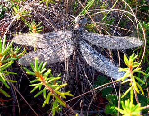 a frosty dragonfly in vegetation