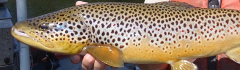 A close-up of a tannish fish with brown spots being held by a person