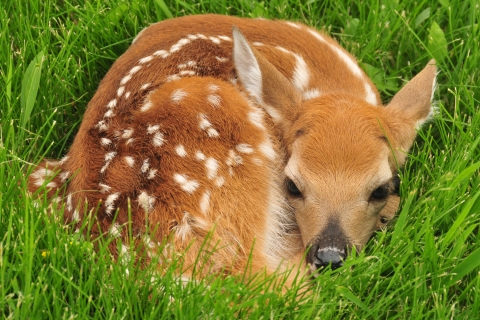 An image of a whit-tailed deer fawn curled up in grass.