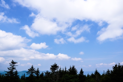 Line of conifer trees silhouetted against a partly cloudy sky