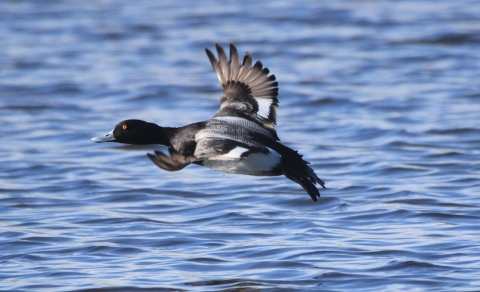An image of a lesser scaup flying low over water. 