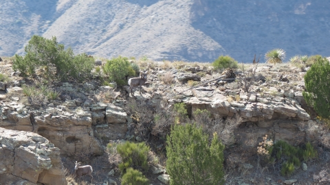 Desert bighorn ram and ewe on high elevations of San Andres National Wildlife Refuge