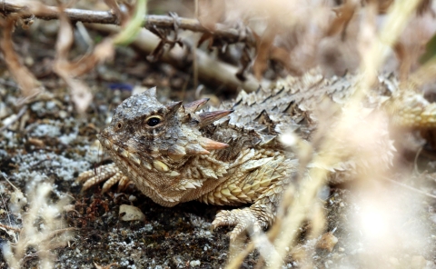 a brown lizard with spike-like skin protrusions blends in with the dirt and dead debris around it