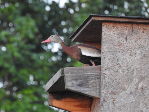 An image of a black-bellied whistling duck looking out of a nesting box.