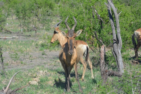 Hartebeest - Africa 