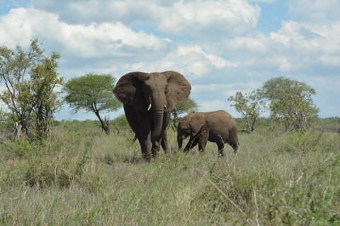 adult elephant and infant elephant stand next to each other in green brush