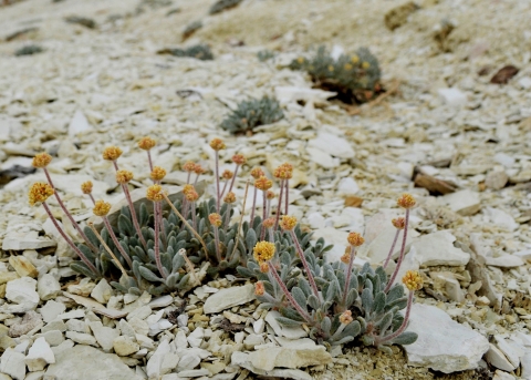 A low growing plant with yellow flowers on a hillside covered in greyish-white rock,