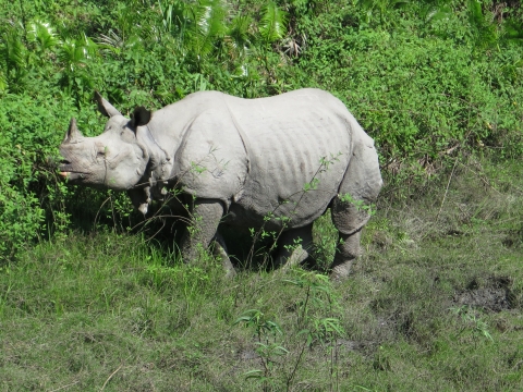 Side view of Indian one-horned rhinoceros feeding on vegetation