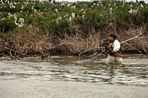 woman carries an oiled pelican from a oil covered nesting area 