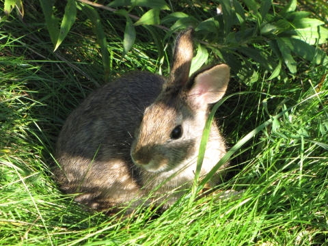 Brown and gray rabbit hides in the grass