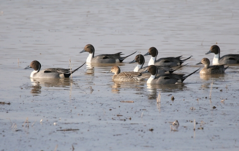 An image of a flock of Northern Pintails.