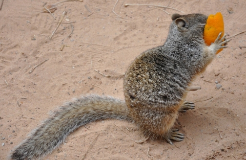 A squirrel buries its face in an orange peel