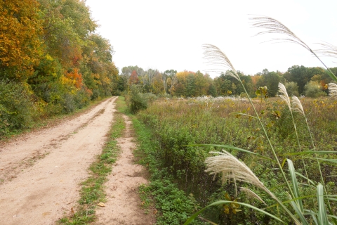 A dirt road stretches along an overgrown field toward the woods. 