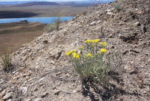 Yellow flowers of White Bluffs bladderpod on a rocky outcropping above a river