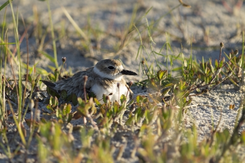 a brown bird sits in the sand with green vegetation around