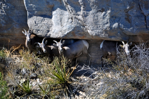 Desert bighorn sheep on San Andres National Wildlife Refuge