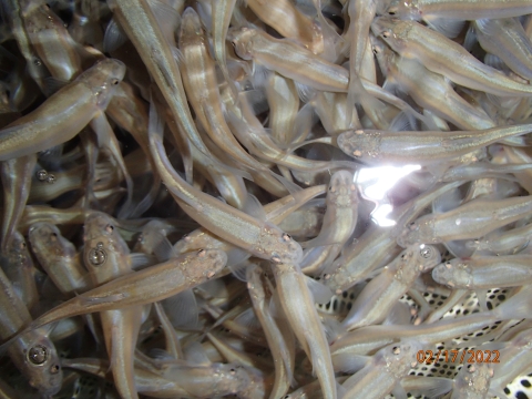 Woundfin in net at Southwestern Native Aquatic Resources and Recovery Center