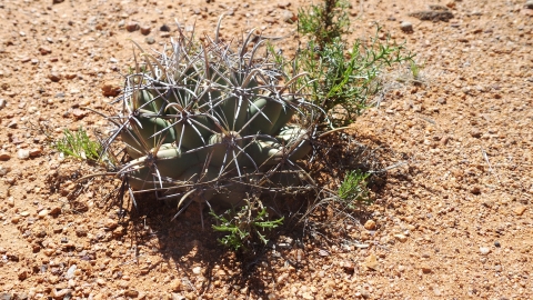 Round cactus with curved barbs radiating all sides surrounded by dry sandy soil