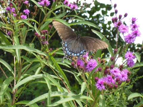 A black butterfly with iridescent blue perches on a spray of purple, pom-pom-shaped flowers