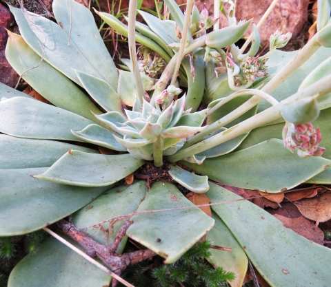 Light green, fleshy leaves in a rosette with pink flower heads