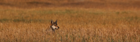 gray wolf pokes head over tall brown grass