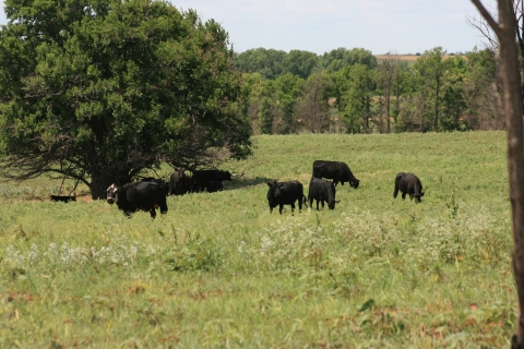 Black cows graze in field edged by trees
