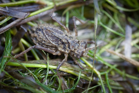 a brown insect in a mat of green lake vegetation
