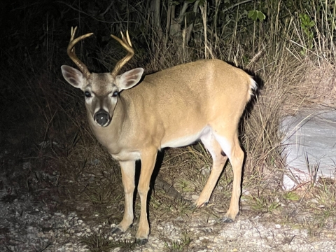 A key deer with a light to dark-brown dorsal (back) side, white belly, and black snout is standing on a patch of grass.
