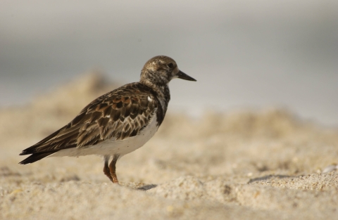 A brown shorebird with a white belly stands on a beach