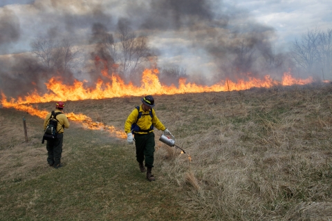 Fire crew setting fire to the field for a prescribed fire