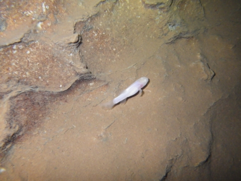 white, translucent fish swims in cave stream 