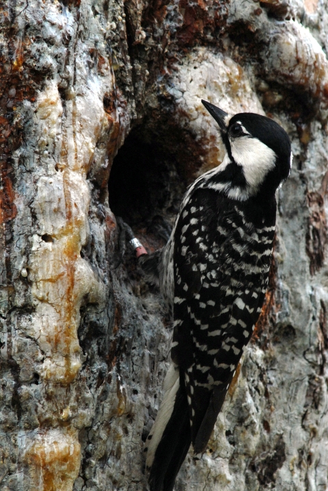 A black and white woodpecker perched on a tree.