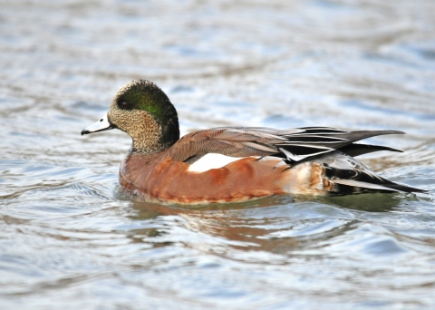 An image of a male American Wigeon swimming on water.