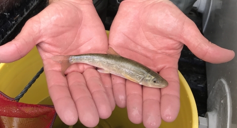 juvenile Klamath Basin sucker