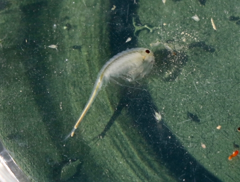 A white conservancy fairy shrimp in a survey container