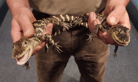 Edenton National Fish Hatchery staff member holding two young American alligators