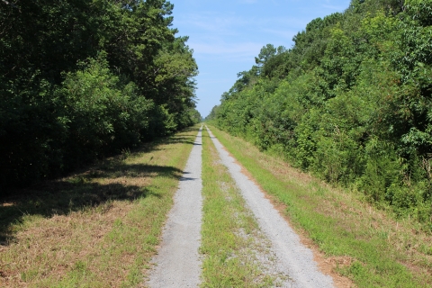 Dirt road tracks leading through a long, straight, bright green wooden cut in the forest