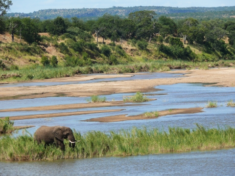 African elephant in wetland area, standing on grasses jutting into water