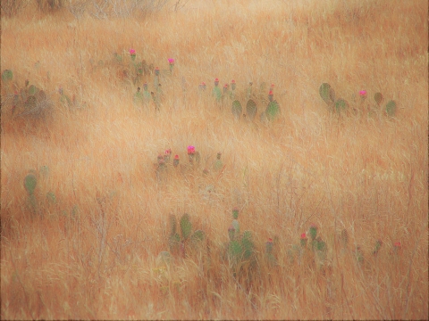 Clumps of pale green bakersfield cactus with pink flowers peek through a field of tall yellow grass